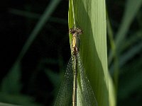 Chalcolestes viridis 37, male, Houtpantserjuffer, Saxifraga-Jan van der Straaten