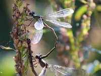 Chalcolestes viridis 39, Houtpantserjuffer, Saxifraga-Bart Vastenhouw