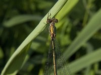 Chalcolestes viridis 40, male, Houtpantserjuffer, Saxifraga-Jan van der Straaten