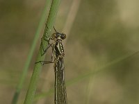 Chalcolestes viridis 45, Houtpantserjuffer, Saxifraga-Jan van der Straaten