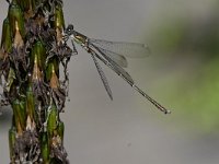 Chalcolestes viridis 50, Houtpantserjuffer, Saxifraga-Luuk Vermeer