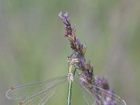 Chalcolestes viridis 55, Houtpantserjuffer, Saxifraga-Luuk Vermeer