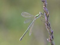 Chalcolestes viridis 56, Houtpantserjuffer, Saxifraga-Luuk Vermeer