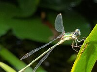 Chalcolestes viridis 60, Houtpantserjuffer, Saxifraga-Ben Delbaere  IICSA   II