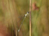 Chalcolestes viridis 60, Houtpantserjuffer, Saxifraga-Luuk Vermeer