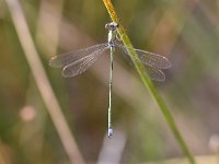 Chalcolestes viridis 61, Houtpantserjuffer, Saxifraga-Luuk Vermeer