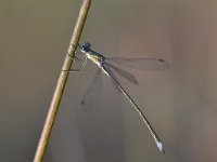 Chalcolestes viridis 62, Houtpantserjuffer, Saxifraga-Luuk Vermeer