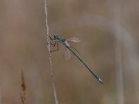 Chalcolestes viridis 63, Houtpantserjuffer, Saxifraga-Luuk Vermeer