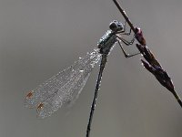 Chalcolestes viridis 64, Houtpantserjuffer, Saxifraga-Luuk Vermeer