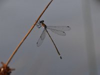 Chalcolestes viridis 65, Houtpantserjuffer, Saxifraga-Luuk Vermeer