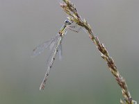 Chalcolestes viridis 66, Houtpantserjuffer, Saxifraga-Luuk Vermeer