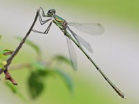 Chalcolestes viridis 67, Houtpantserjuffer, Saxifraga-Tom Heijnen