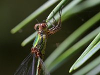 Chalcolestes viridis 68, Houtpantserjuffer, Saxifraga-Tom Heijnen