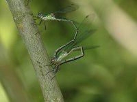 Chalcolestes viridis 7, Houtpantserjuffer, Vlinderstichting-Jaap Bouwman