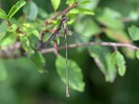 Chalcolestes viridis 70, Houtpantserjuffer, Saxifraga-Tom Heijnen