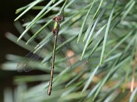 Chalcolestes viridis 71, Houtpantserjuffer, Saxifraga-Tom Heijnen