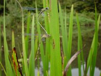 Chalcolestes viridis 9, Houtpantserjuffer, Saxifraga-Willem van Kruijsbergen