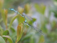 Coenagrion hastulatum 1, Speerwaterjuffer, Vlinderstichting-TimTermaat