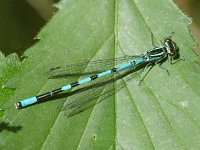 Speerwaterjuffer - Coenagrion hastulatum (man)  Speerwaterjuffer - Coenagrion hastulatum (man) [#Beginning of Shooting Data Section] Nikon D100  Focal Length: 185mm White Balance: Auto Color Mode: Mode III (sRGB) 2006/05/22 10:56:56.1 Exposure Mode: Aperture Priority AF Mode: Manual Hue Adjustment: 0° JPEG (8-bit) Fine Metering Mode: Center-Weighted Tone Comp: Normal Sharpening: Normal Image Size:  Large (3008 x 2000) 1/1000 sec - f/6.3 Flash Sync Mode: Not Attached Noise Reduction: OFF Exposure Comp.: 0 EV Image Comment:                                      [#End of Shooting Data Section]