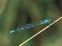 Coenagrion hastulatum 16, Speerwaterjuffer, male, Vlinderstichting-Robert Ketelaar