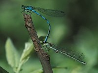 Coenagrion hastulatum 20, Speerwaterjuffer, tandem, Saxifraga-Robert Ketelaar