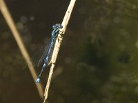 Coenagrion hastulatum 25, Speerwaterjuffer, Saxifraga-Jan van der Straaten