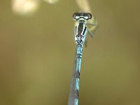 Coenagrion hastulatum 26, Speerwaterjuffer, Saxifraga-Bas Klaver