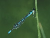 Coenagrion hastulatum 3, Speerwaterjuffer, male, Saxifraga-Robert Ketelaar