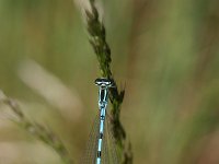 Coenagrion hastulatum 5, Speerwaterjuffer, male, Vlinderstichting-TimTermaat