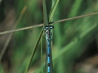 Coenagrion hastulatum 6, Speerwaterjuffer, male, Saxifraga-Robert Ketelaar