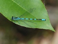 Speerwaterjuffer -Coenagrion hastulatum (man)  Speerwaterjuffer -Coenagrion hastulatum (man) [#Beginning of Shooting Data Section] Nikon D100  Focal Length: 185mm White Balance: Auto Color Mode: Mode III (sRGB) 2006/05/22 11:56:05.2 Exposure Mode: Aperture Priority AF Mode: Manual Hue Adjustment: 0° JPEG (8-bit) Fine Metering Mode: Center-Weighted Tone Comp: Normal Sharpening: Normal Image Size:  Large (3008 x 2000) 1/200 sec - f/8 Flash Sync Mode: Not Attached Noise Reduction: OFF Exposure Comp.: 0 EV Image Comment:                                      [#End of Shooting Data Section]