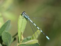 Coenagrion hastulatum 8, Speerwaterjuffer, male, Vlinderstichting-TimTermaat