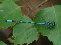 Speerwaterjuffer - Coenagrion hastulatum (man)  Speerwaterjuffer - Coenagrion hastulatum (man) [#Beginning of Shooting Data Section] Nikon D100  Focal Length: 185mm White Balance: Auto Color Mode: Mode III (sRGB) 2006/05/22 12:35:22.1 Exposure Mode: Aperture Priority AF Mode: Manual Hue Adjustment: 0° JPEG (8-bit) Fine Metering Mode: Center-Weighted Tone Comp: Normal Sharpening: Normal Image Size:  Large (3008 x 2000) 1/250 sec - f/7.1 Flash Sync Mode: Not Attached Noise Reduction: OFF Exposure Comp.: 0 EV Image Comment:                                      [#End of Shooting Data Section]