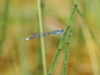 Coenagrion johanssoni 1, Noordse waterjuffer, Vlinderstichting-Tim Termaat