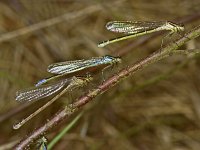 332_5E, Maanwaterjuffer : Maanwaterjuffer, Coenagrion lunulatum, male, female