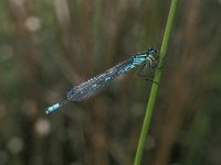 Coenagrion lunulatum 7, Maanwaterjuffer, male, Vlinderstichting-Tim Termaat