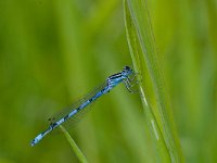 Coenagrion mercuriale, Southern Damselfly