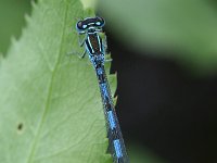 Coenagrion mercuriale 10, Mercuurwaterjuffer, male, Vlinderstichting-Tim Termaat