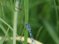 Coenagrion mercuriale 11, Mercuurwaterjuffer, male, Vlinderstichting-Tim Termaat