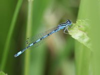 Coenagrion mercuriale 12, Mercuurwaterjuffer, male, Vlinderstichting-Tim Termaat