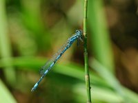 Coenagrion mercuriale 13, Mercuurwaterjuffer, Vlinderstichting-Jaap Bouwman