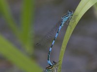 Coenagrion mercuriale 15, Mercuurwaterjuffer, Saxifraga-Mark Zekhuis