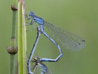 Coenagrion mercuriale 16, Mercuurwaterjuffer, Saxifraga-Mark Zekhuis