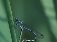 Coenagrion mercuriale 17, Mercuurwaterjuffer, Saxifraga-Robert Ketelaar