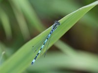 Coenagrion mercuriale 6, Mercuurwaterjuffer, male, Vlinderstichting-Tim Termaat