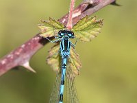 Coenagrion ornatum, Ornate Damselfly