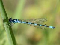 Coenagrion ornatum 2, Vogelwaterjuffer, Vlinderstichting-Tim Termaat