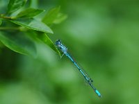 Coenagrion puella 11, Azuurwaterjuffer, male, Vlinderstichting-Jaap Bouwman