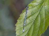 Coenagrion puella 12, Azuurwaterjuffer, male, Saxifraga-Willem Jan Hoeffnagel