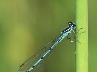 Azuurwaterjuffer - Coenagrion puella (man)  Azuurwaterjuffer - Coenagrion puella (man) [#Beginning of Shooting Data Section] Nikon D200  Focal Length: 250mm  Optimize Image: Vivid  Color Mode: Mode III (Adobe RGB)  Long Exposure NR: Off  High ISO NR: On (High)  2007\07\04 13:56:10.3  Exposure Mode: Aperture Priority  White Balance: Auto  Tone Comp.: Normal  RAW (12-bit)  Metering Mode: Spot  AF Mode: Manual  Hue Adjustment: 0°  Image Size: Large (3872 x 2592)  1\20 sec - F\8  Flash Sync Mode: Not Attached  Saturation: Enhanced  Color  Exposure Comp.: 0 EV  Sharpening: Medium high  Lens: 185mm F\3.5 D  Sensitivity: ISO 640  Image Comment:                                       [#End of Shooting Data Section]